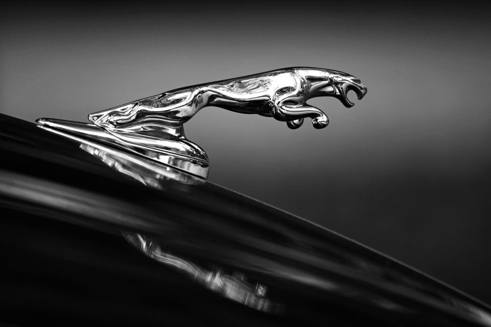 Jaguar | Shutterbug